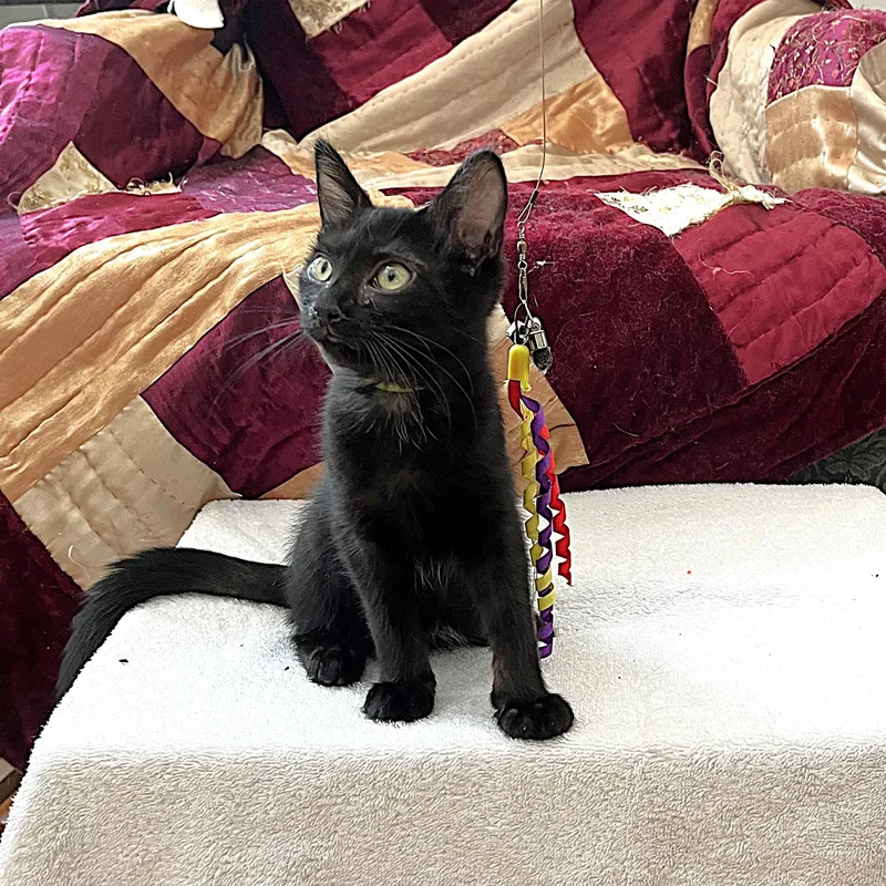 A baby medium-sized male Black Domestic Short Hair cat named Milosh for adoption in Apex, NC