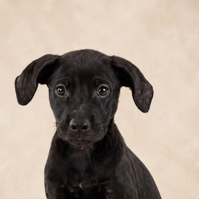 A baby medium-sized male Black Labrador Retriever dog named Ying for adoption in New York, NY