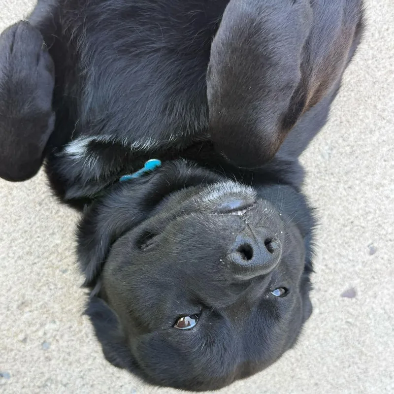 An adult medium-sized male Black Mixed Breed dog named King for adoption in Owosso, MI