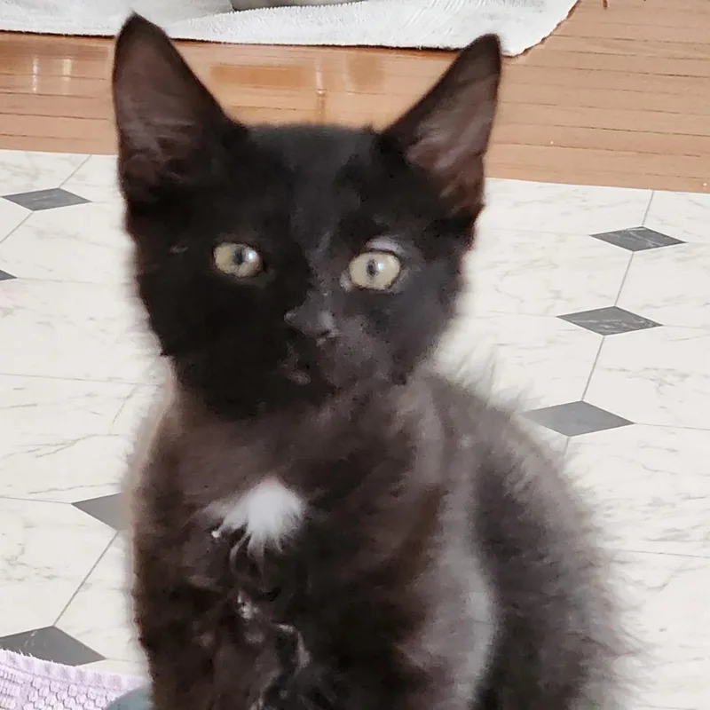 A baby medium-sized female Black Domestic Medium Hair cat named Baby hazel for adoption in Charlotte, NC