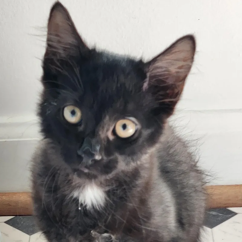Baby hazel thumbnail 2