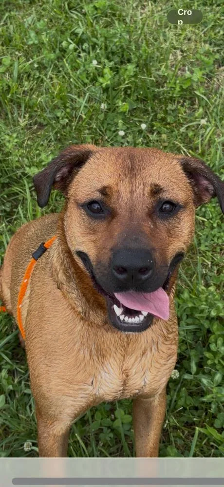 An adult large-sized male Shepherd dog named Quest for adoption in Fremont, NE