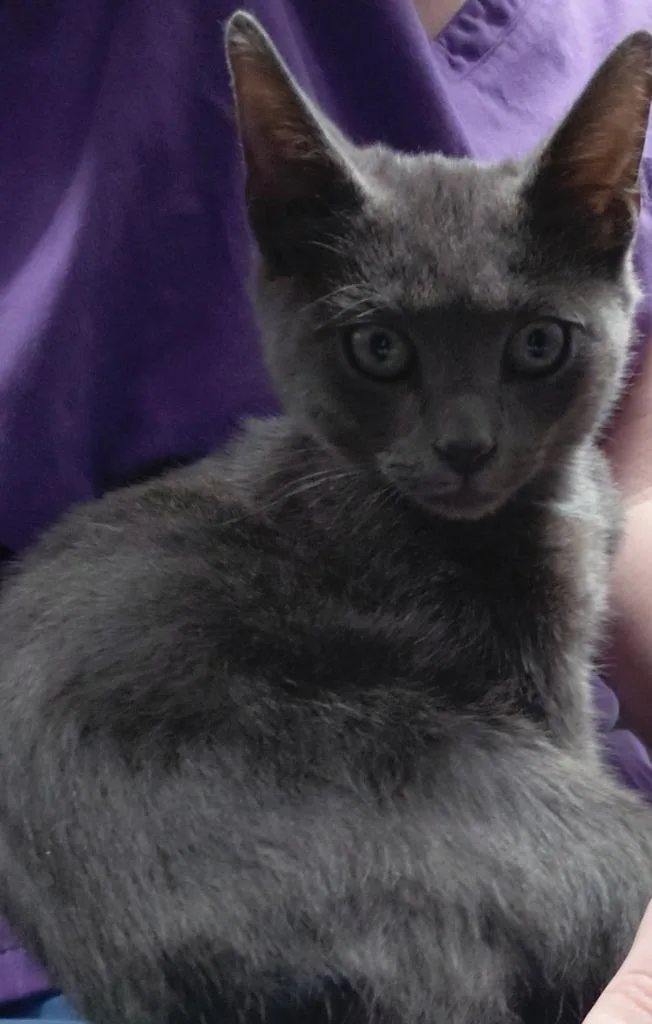 A baby small-sized male Domestic Short Hair cat named Nix for adoption in Henderson, NC