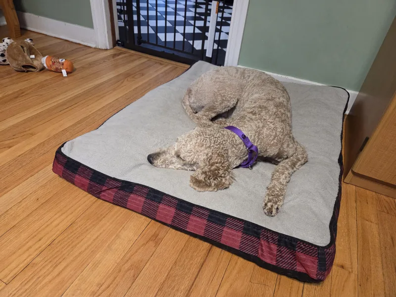 A young medium-sized female Apricot / Beige Labradoodle dog named FunYun for adoption in Rensselaer, NY