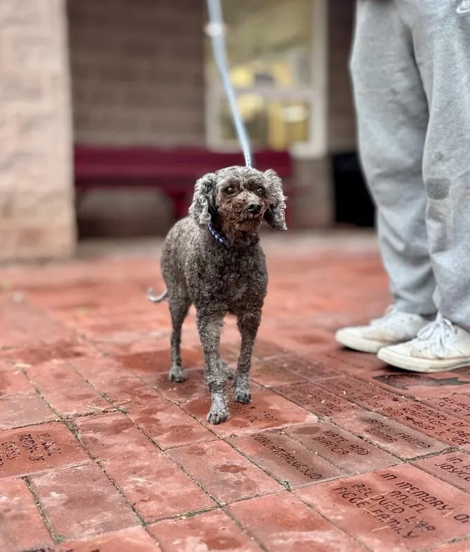 An adult medium-sized female Black Miniature Poodle dog named Molly for adoption in Wooster, OH