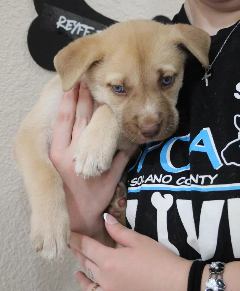 A baby medium-sized female Husky dog named Jellybean for adoption in Vacaville, CA