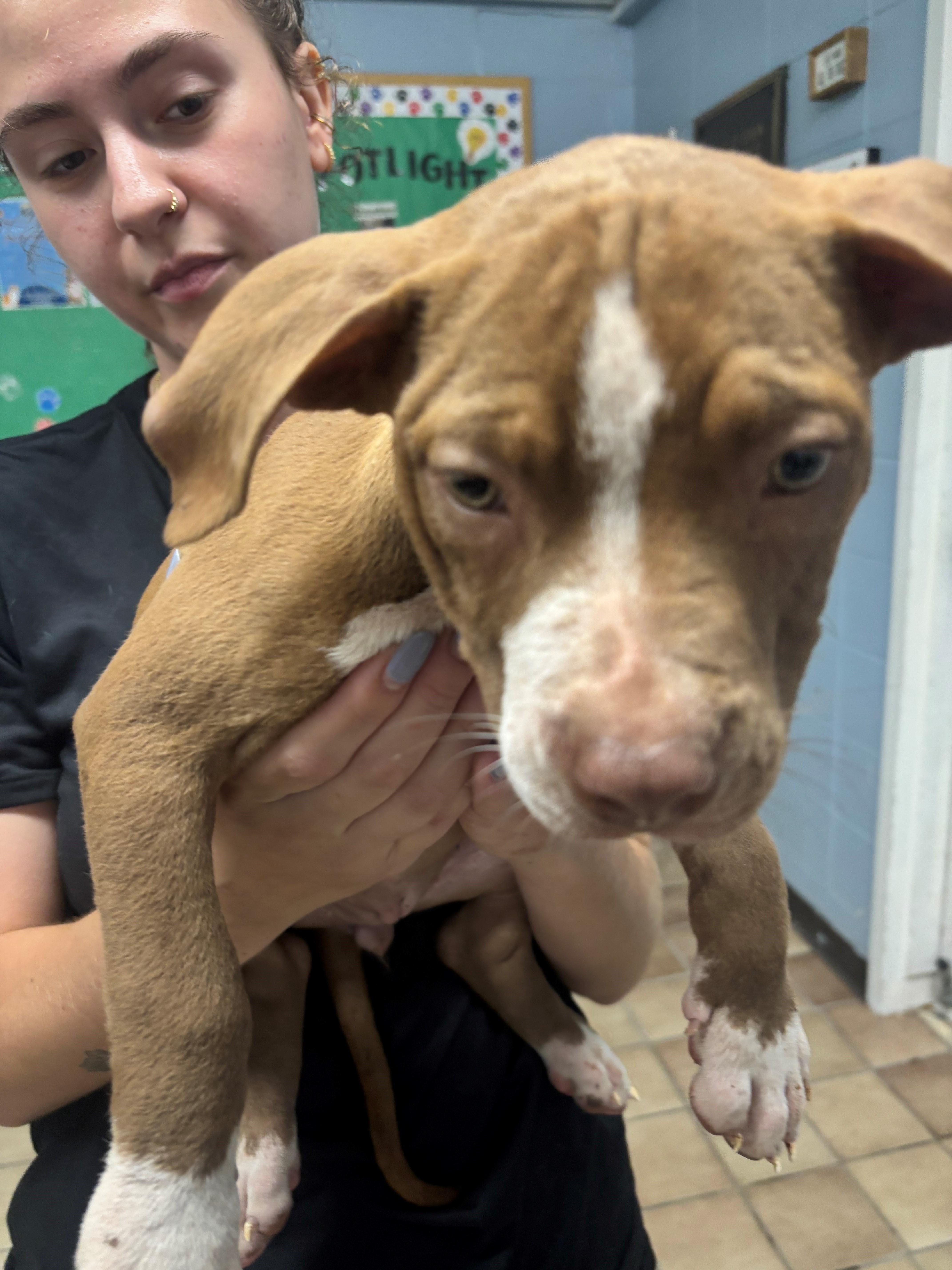 A baby medium-sized female Brown / Chocolate Pit Bull Terrier dog named Brynne for adoption in Edison, NJ