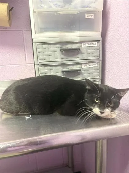 A young large-sized male Black Domestic Short Hair cat named Shy Sid for adoption in El Paso, TX