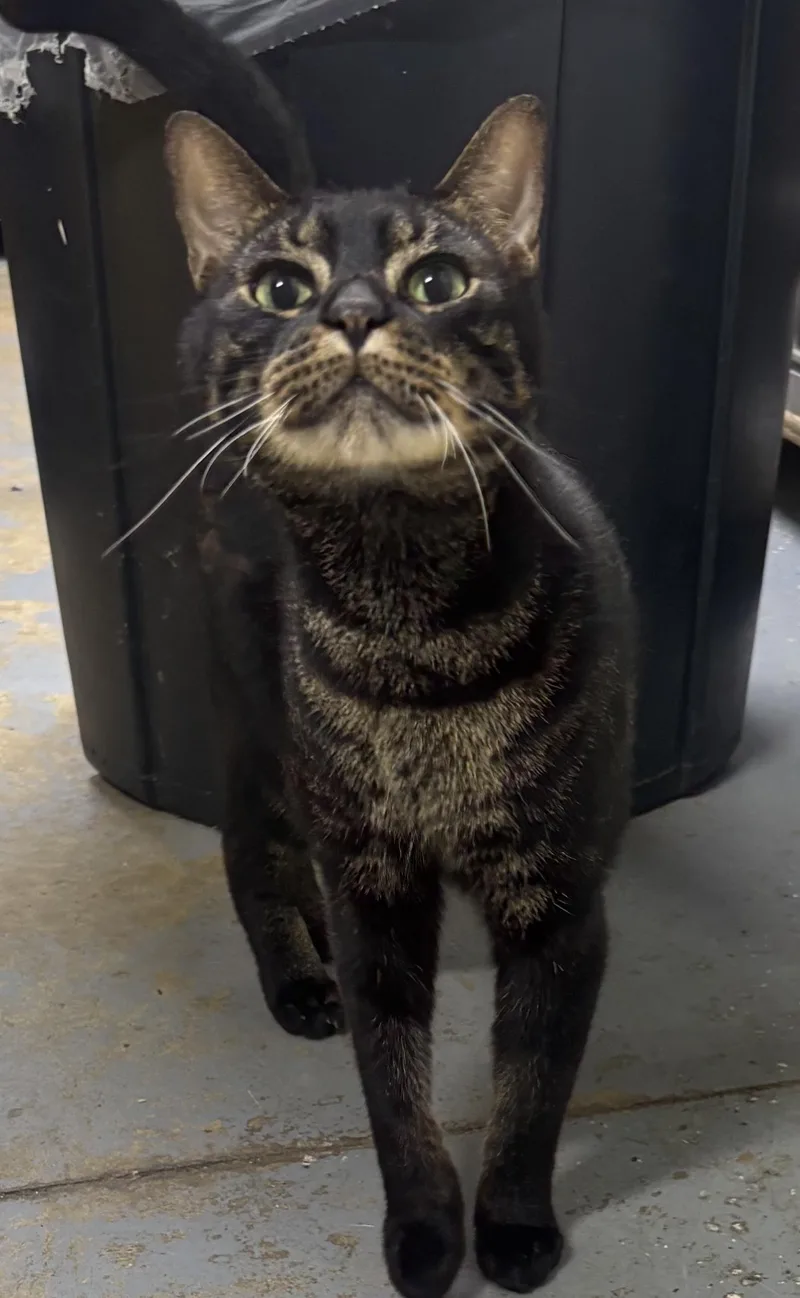 A young medium-sized male Tabby (Tiger Striped) Tiger cat named Jagger for adoption in North Haven, CT