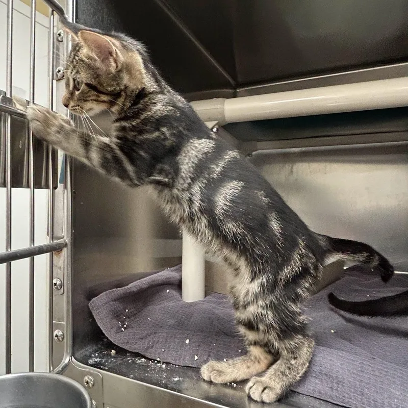 A baby medium-sized female Domestic Short Hair cat named Libra for adoption in St. Augustine, FL