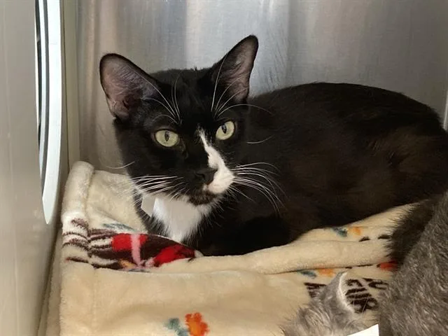 A young medium-sized female Domestic Short Hair cat named Katie for adoption in Tustin, CA