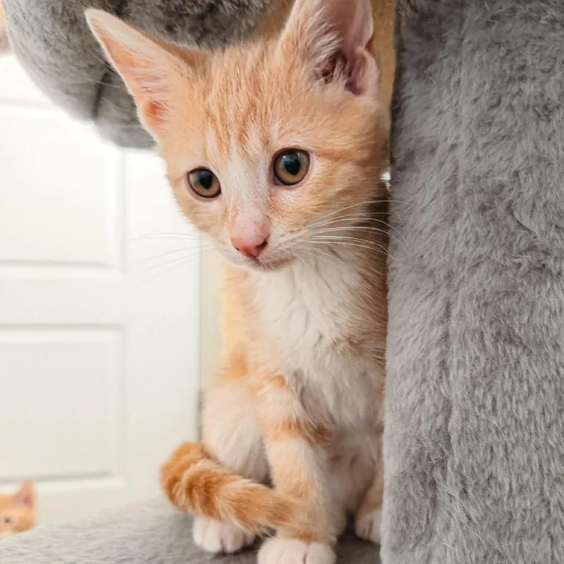 A baby small-sized female Buff / Tan / Fawn Domestic Short Hair cat named Ivory Jessup for adoption in Eagle Mountain, UT