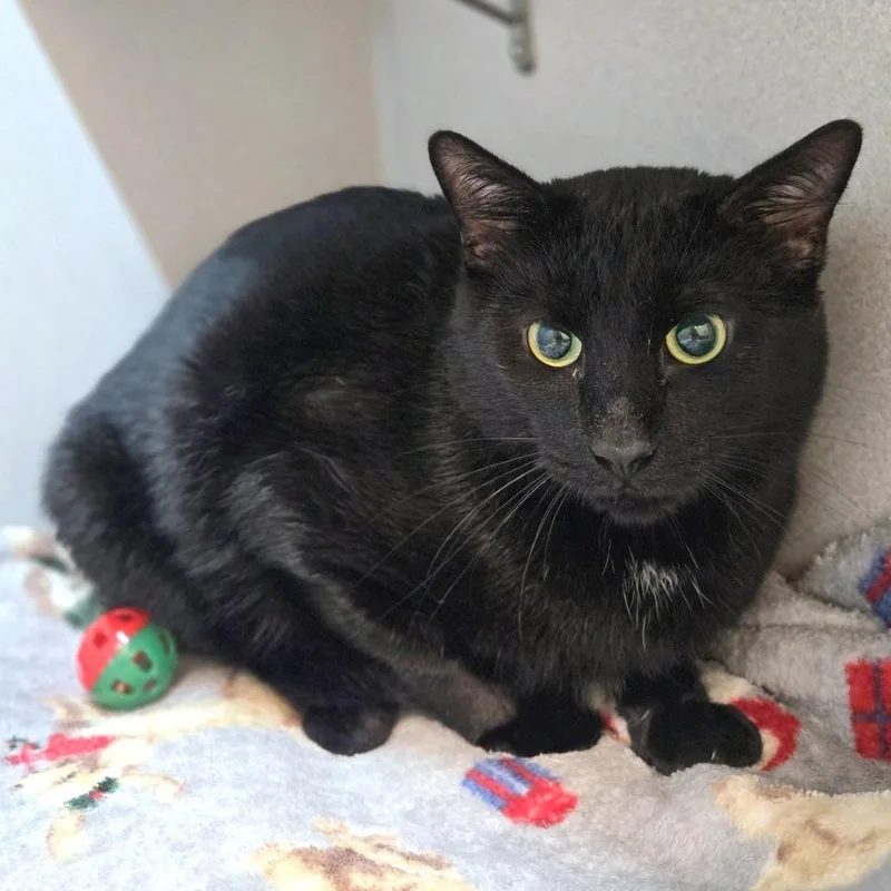 An adult large-sized male Black Domestic Short Hair cat named Moose for adoption in Pittsburgh, PA