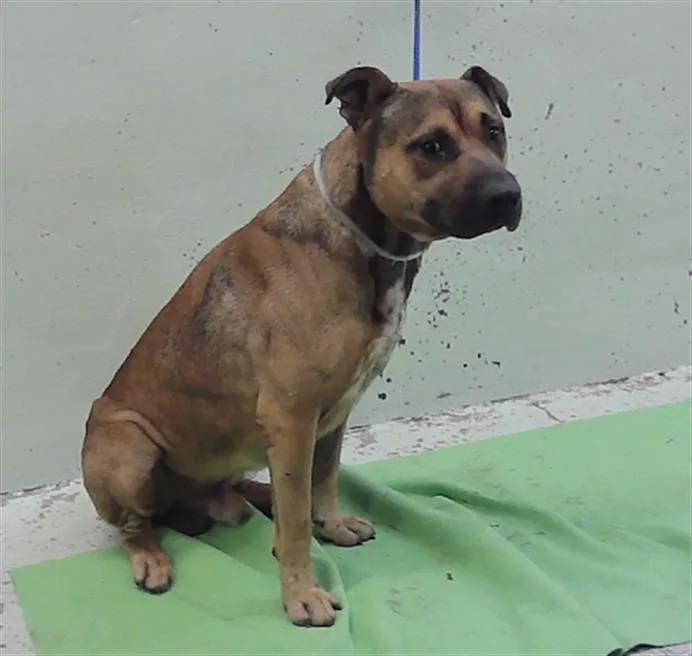 An adult medium-sized male Staffordshire Bull Terrier dog named King for adoption in Houston, TX