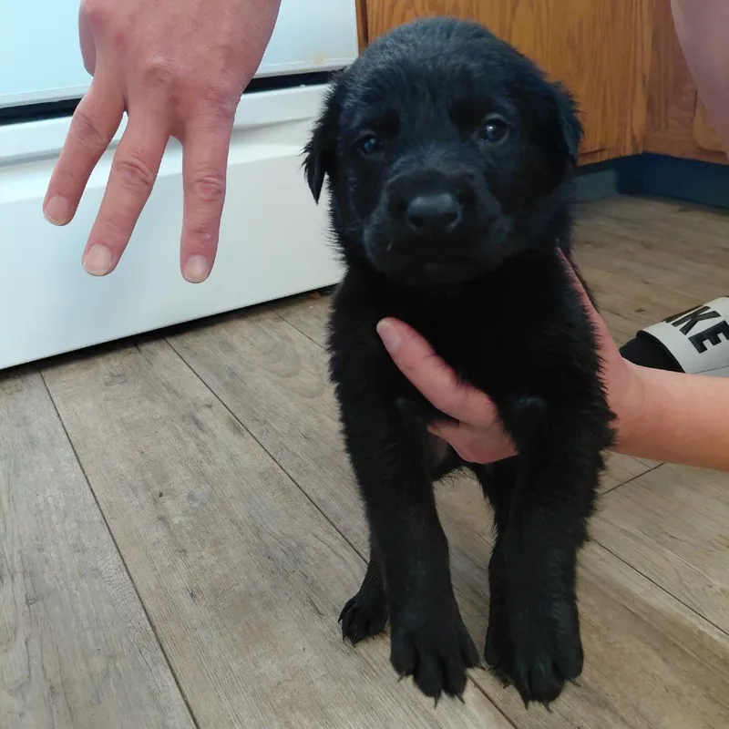 A baby large-sized male Black Rottweiler dog named Azriel for adoption in Tacoma, WA