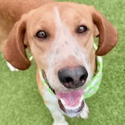 An adult medium-sized female Hound dog named Penelope for adoption in Largo, FL