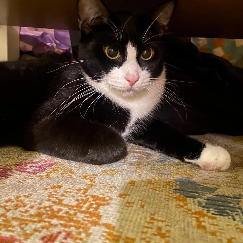 Spirit  Teenage Tuxies thumbnail 3