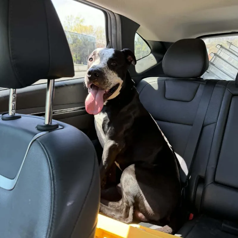 An adult small-sized male Black Terrier dog named Tato for adoption in St. Louis, MO