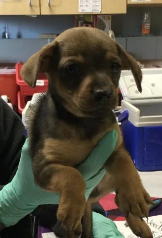 A baby small-sized male Chihuahua dog named Jay for adoption in Riverside, CA