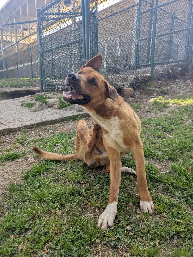 Hazelnut thumbnail 2