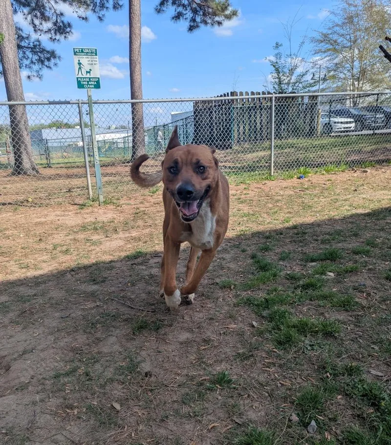 Hazelnut thumbnail 3