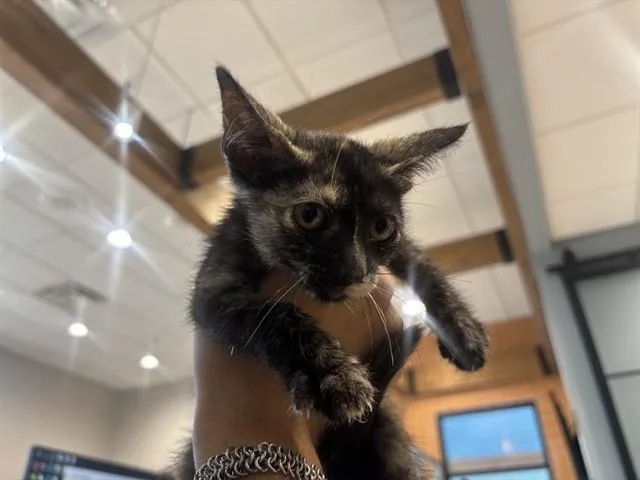 A baby small-sized female Domestic Short Hair cat named Tort for adoption in Garland, TX