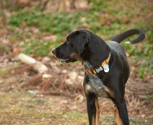 An adult medium-sized male Black and Tan Coonhound dog named Zoli for adoption in Derwood, MD