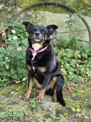 A senior medium-sized female Tricolor (Brown, Black, & White) Rottweiler dog named Bailey for adoption in Watertown, WI