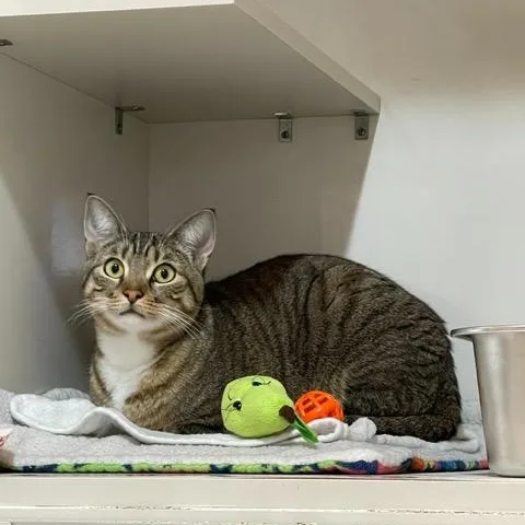 A young medium-sized female Tabby (Brown / Chocolate) Domestic Short Hair cat named Paris for adoption in East Brunswick, NJ