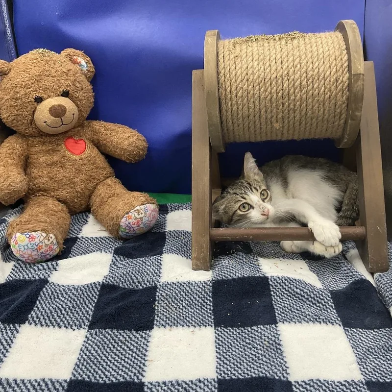 A baby small-sized male Brown / Chocolate Domestic Short Hair cat named Optimus Prime for adoption in Gonzales, LA