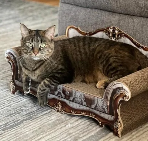 An adult large-sized female Domestic Short Hair cat named Fanni for adoption in Ballwin, MO