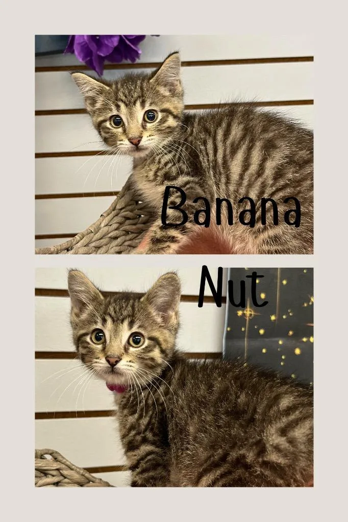 A baby medium-sized male Domestic Short Hair cat named Banana Nut for adoption in Pierceton, IN