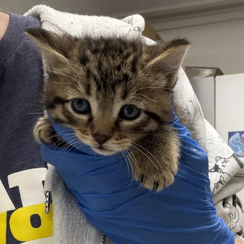A baby small-sized male Brown / Chocolate Domestic Short Hair cat named Han Solo for adoption in Indianapolis, IN