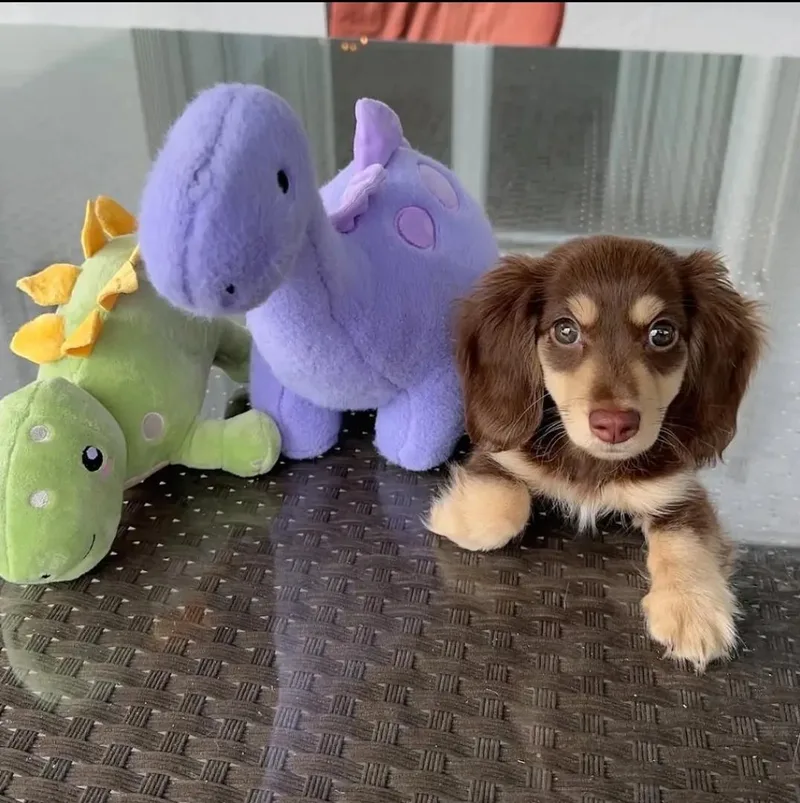 A young small-sized male Dachshund dog named Dot for adoption in Reddick, FL