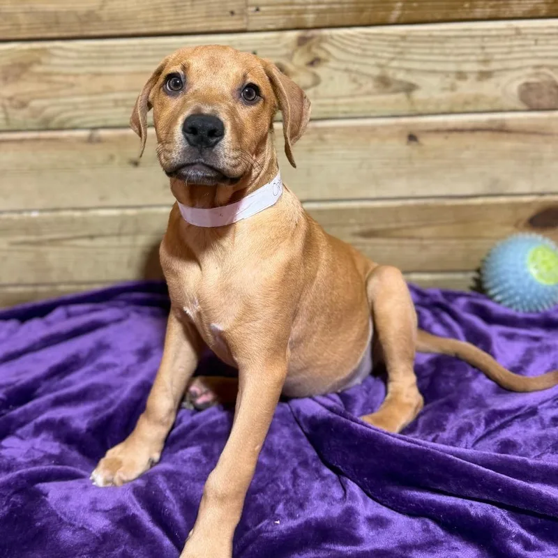 A baby small-sized female Yellow / Tan / Blond / Fawn Mixed Breed dog named Ophelia for adoption in Wappingers Falls, NY