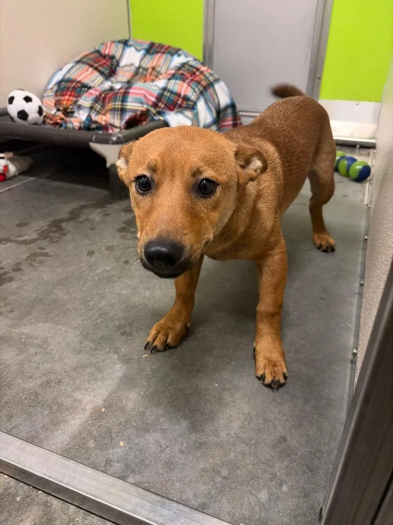 A baby medium-sized male Dachshund dog named Scooby for adoption in Neosho, MO