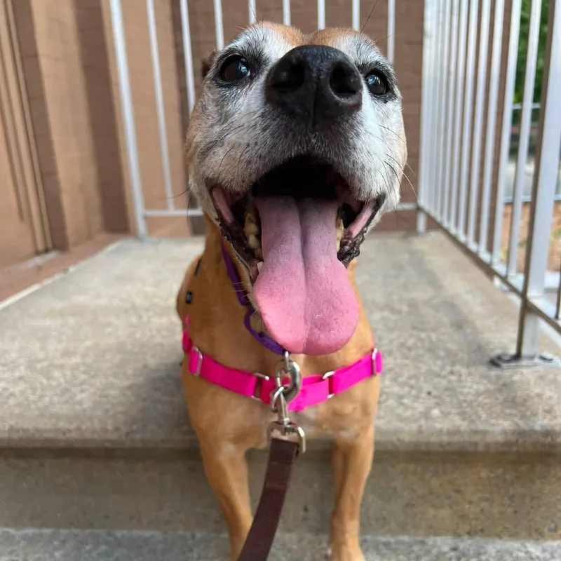 A senior medium-sized female Yellow / Tan / Blond / Fawn Mixed Breed dog named Sparkles for adoption in Pittsburgh, PA