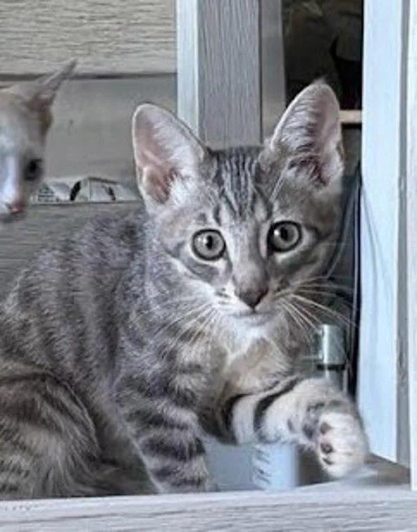 A baby small-sized male Domestic Short Hair cat named Cole for adoption in Bonsall, CA