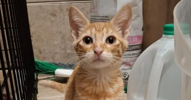 A baby small-sized female Domestic Short Hair cat named Bachata G. for adoption in Peoria, IL