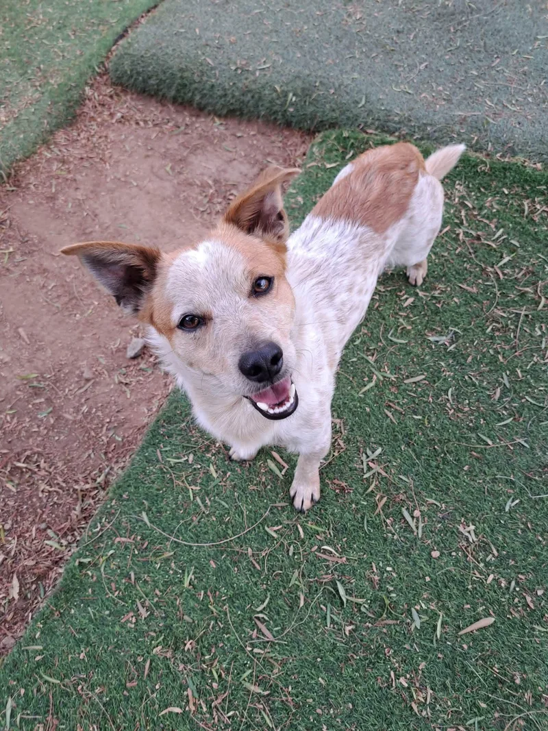 A young small-sized male Red / Chestnut / Orange Australian Cattle Dog / Blue Heeler dog named Corn Chip for adoption in Agua Dulce, CA