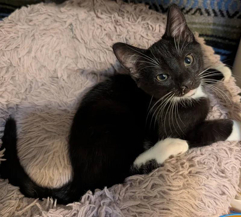 A baby small-sized male Tuxedo cat named Salvador for adoption in Somerset, KY