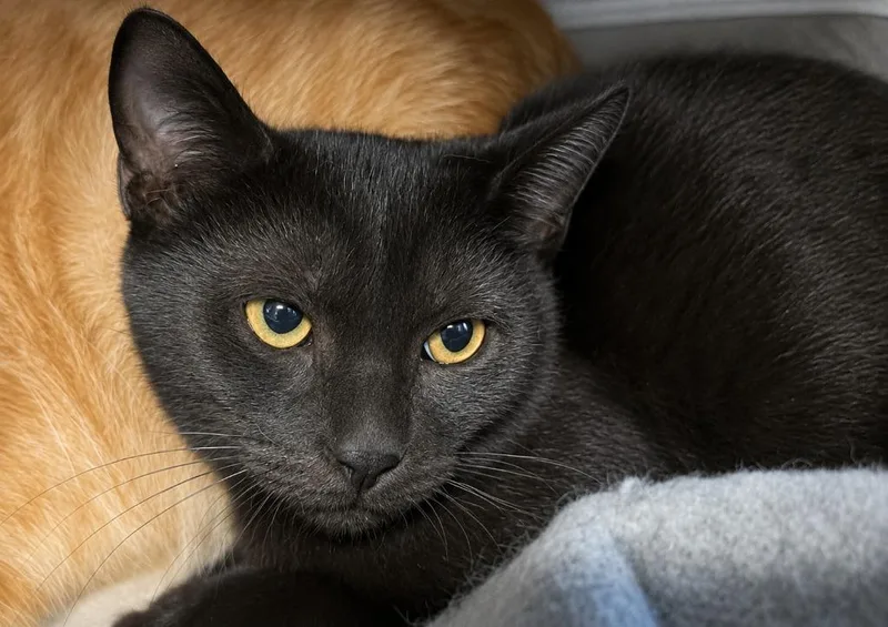A baby medium-sized male Domestic Short Hair cat named Sonny for adoption in Warren, MI