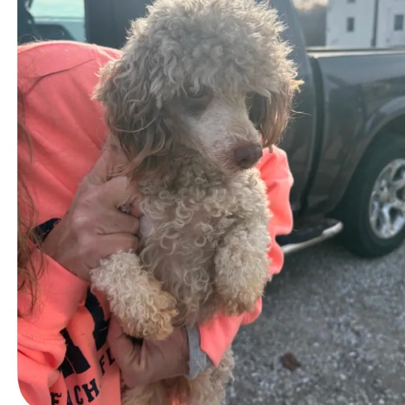 An adult small-sized female Gray / Blue / Silver Poodle dog named Whitney for adoption in Normal, IL