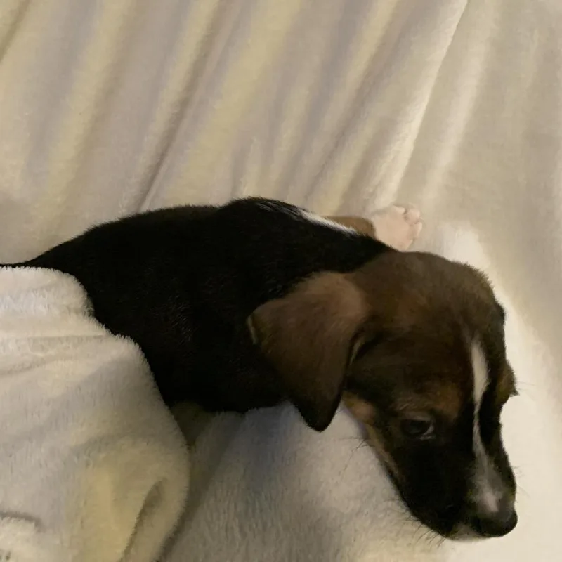A baby medium-sized male Black Labrador Retriever dog named Cardamom for adoption in Springboro, OH