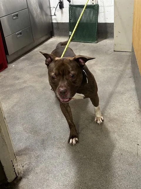 An adult medium-sized male Pit Bull Terrier dog named Lonnie for adoption in Upper Marlboro, MD