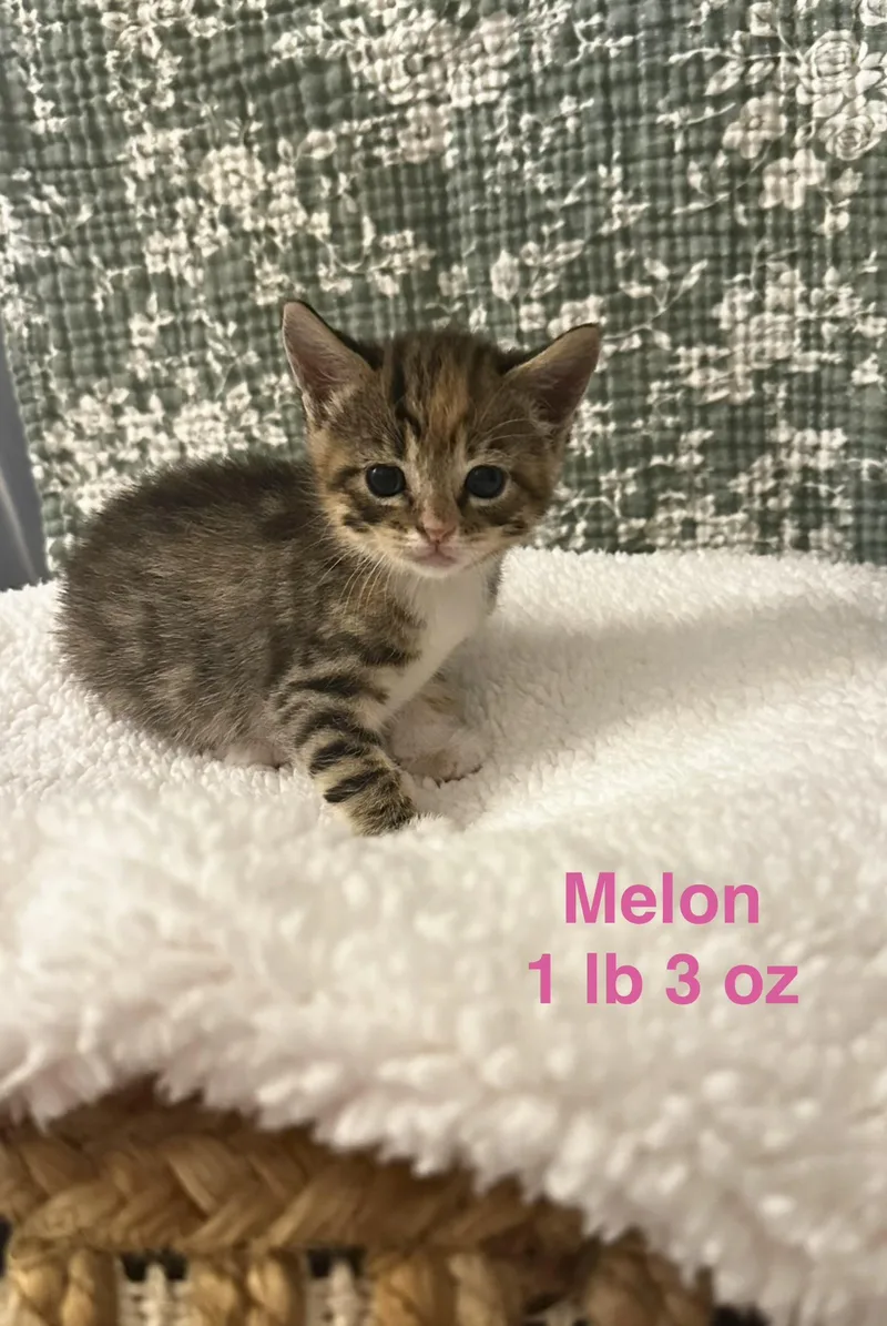 A baby small-sized female Domestic Short Hair cat named Melon for adoption in Dixon, CA