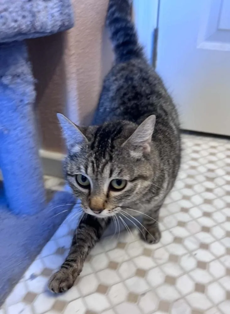 An adult medium-sized female Tabby (Brown / Chocolate) Domestic Short Hair cat named Ellie for adoption in tucson, AZ