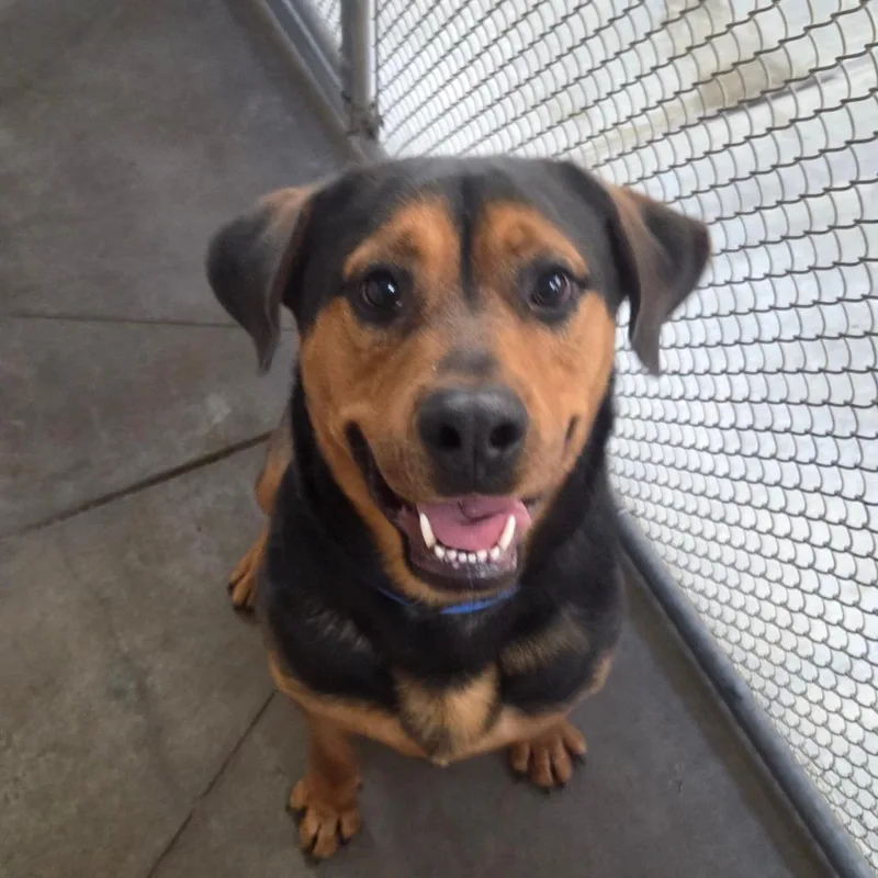 An adult extra large-sized male Black Mixed Breed dog named Dutch for adoption in Fort Bragg, CA