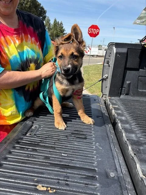 A baby small-sized male German Shepherd Dog dog named Chandler for adoption in Stockton, CA