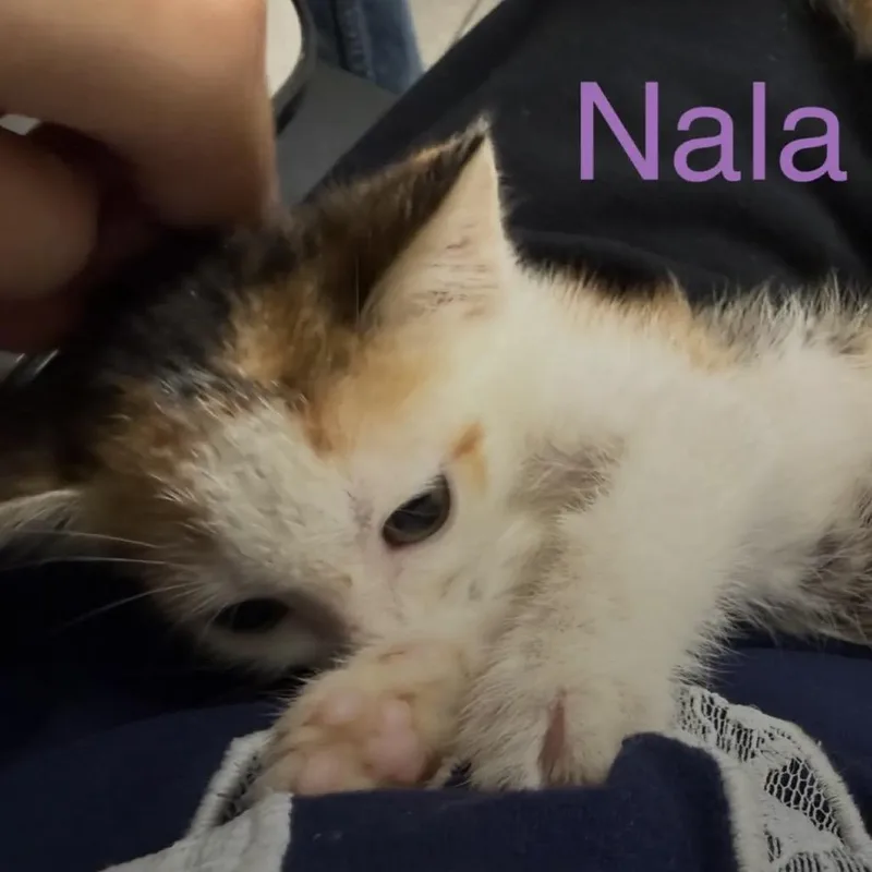 A baby small-sized female Calico Domestic Short Hair cat named Nala for adoption in Duck River, TN